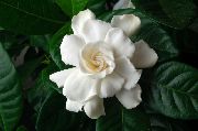 Cape Jázmin fehér Virág