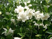 бял Стайни растения Кабо Жасмин Цвете (Gardenia) снимка