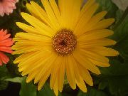 黄 室内植物 德兰士瓦雏菊 花 (Gerbera) 照片
