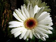 Gerbera biały Kwiat
