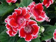 crvena Sobne biljke Sinningia (Gloksinija) Cvijet (Sinningia (Gloxinia)) foto