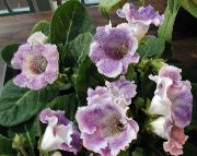 紫丁香 室内植物 大岩桐（大岩桐） 花 (Sinningia (Gloxinia)) 照片