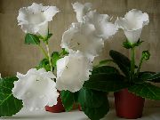 白 室内植物 大岩桐（大岩桐） 花 (Sinningia (Gloxinia)) 照片