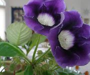 tumši zils Telpaugi Sinningia (Gloksīnija) Zieds (Sinningia (Gloxinia)) foto