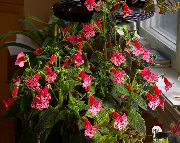 červená Pokojové rostliny Strom Gloxínie Květina (Kohleria) fotografie