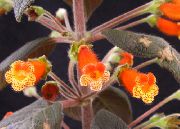 oranžový Pokojové rostliny Strom Gloxínie Květina (Kohleria) fotografie