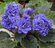 African Violet mørkeblå Blomst