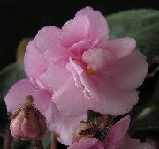 rózsaszín Szobanövények Afrikai Ibolya Virág (Saintpaulia) fénykép