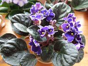 lila Krukväxter Afrikansk Violet Blomma (Saintpaulia) foto