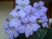 Strep γαλάζιο λουλούδι