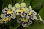 żółty Rośliny domowe Skrętnik Kwiat (Streptocarpus) zdjęcie