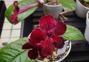koyu kırmızı Kapalı bitkiler Strep çiçek (Streptocarpus) fotoğraf