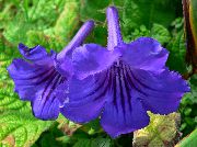 niebieski Rośliny domowe Skrętnik Kwiat (Streptocarpus) zdjęcie
