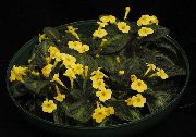 ყვითელი შიდა მცენარეები Episcia ყვავილების  ფოტო
