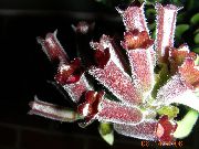koyu kırmızı Kapalı bitkiler Ruj Tesisi,  çiçek (Aeschynanthus) fotoğraf