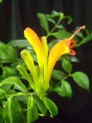 sarı Kapalı bitkiler Ruj Tesisi,  çiçek (Aeschynanthus) fotoğraf