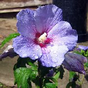 Hibiscus lilla Blomst