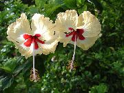 ყვითელი შიდა მცენარეები ჰიბისკუსი ყვავილების (Hibiscus) ფოტო