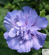 Hibiskusroze gaiši zils Zieds