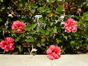 рожевий Домашні рослини Гібіскус (Китайська Троянда) Квітка (Hibiscus) фото