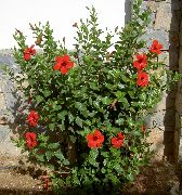 rød Indendørs planter Hibiscus Blomst  foto