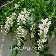 бял Стайни растения Глициния Цвете (Wisteria) снимка