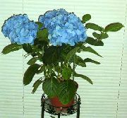 lichtblauw Kamerplanten Hortensia, Lacecap Bloem (Hydrangea hortensis) foto