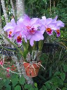 flieder Zimmerpflanzen Dendrobium Orchidee Blume  foto