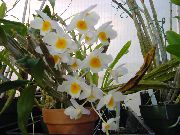 Dendrobium ორქიდეა თეთრი ყვავილების