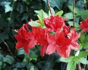 црвен Затворени погони Азалеас, Пинктерблоом Цвет (Rhododendron) фотографија