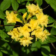 жълт Стайни растения Азалии, Pinxterbloom Цвете (Rhododendron) снимка