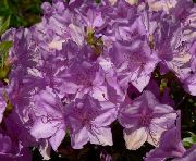 lilac Inni plöntur Azaleas, Pinxterbloom Blóm (Rhododendron) mynd