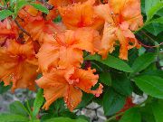 naranja Plantas de interior Azaleas, Pinxterbloom Flor (Rhododendron) foto