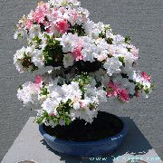 бео Затворени погони Азалеас, Пинктерблоом Цвет (Rhododendron) фотографија
