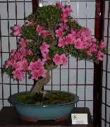 қызғылт Үй Өсімдіктер Azalea (Рододендрон) Гүл (Rhododendron) фото