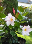 Dipladenia, Mandevilla თეთრი ყვავილების