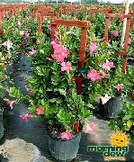 rosa Krukväxter Dipladenia, Mandevilla Blomma  foto