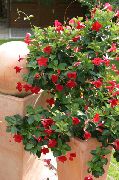 წითელი შიდა მცენარეები Dipladenia, Mandevilla ყვავილების  ფოტო
