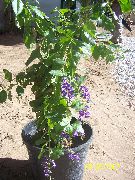mörkblå Krukväxter Duranta, Honung Droppar, Gyllene Daggdroppe, Duva Bär Blomma  foto