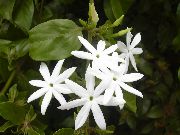 бял Стайни растения Жасмин Цвете (Jasminum) снимка