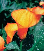 orange Zimmerpflanzen Aronstab Blume (Zantedeschia) foto