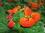 portocale Plante de interior Floare Papuc  (Calceolaria) fotografie