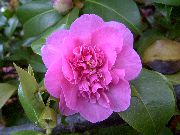 Camellia қызғылт Гүл