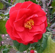 raudonas Vidinis augalai Kamėlija žiedas (Camellia) nuotrauka