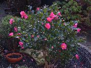 rosa Plantas de interior Camelia Flor (Camellia) foto