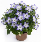 ღია ლურჯი შიდა მცენარეები ზანზალაკები, მაჩიტა ყვავილების (campanula) ფოტო