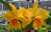 Cattleya ორქიდეა ყვითელი ყვავილების
