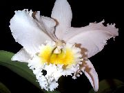 Cattleya Орхидея бял Цвете