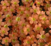 oranje Kamerplanten Oxalis Bloem  foto