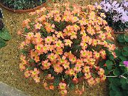 オレンジ 屋内植物 カタバミ フラワー (Oxalis) フォト